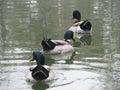 Ducks in a Row  アヒルを整列します