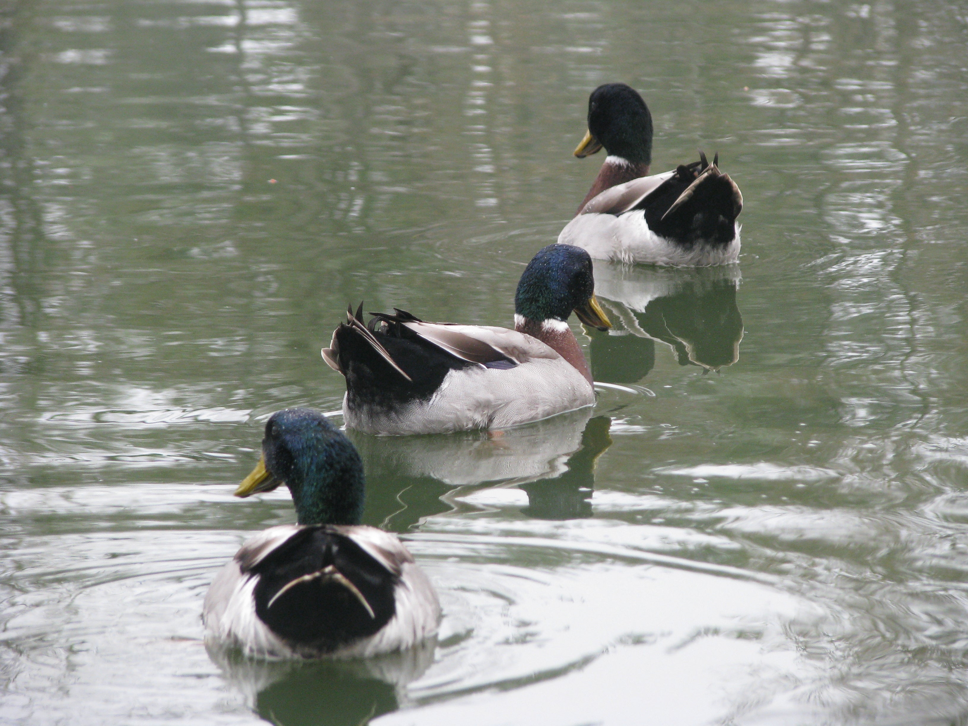 Ducks in a Row  アヒルを整列します